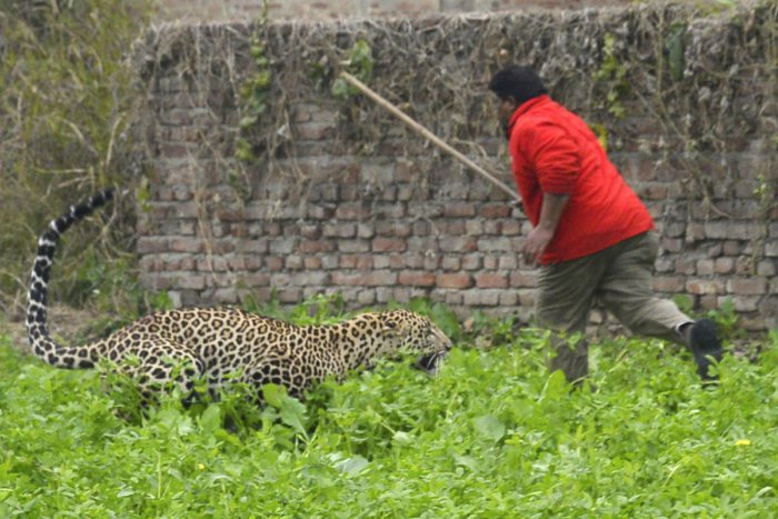 Ilustračný obrázok k článku Leopard sa zatúlal do obývanej časti mesta: Šelma zranila štyroch ľudí