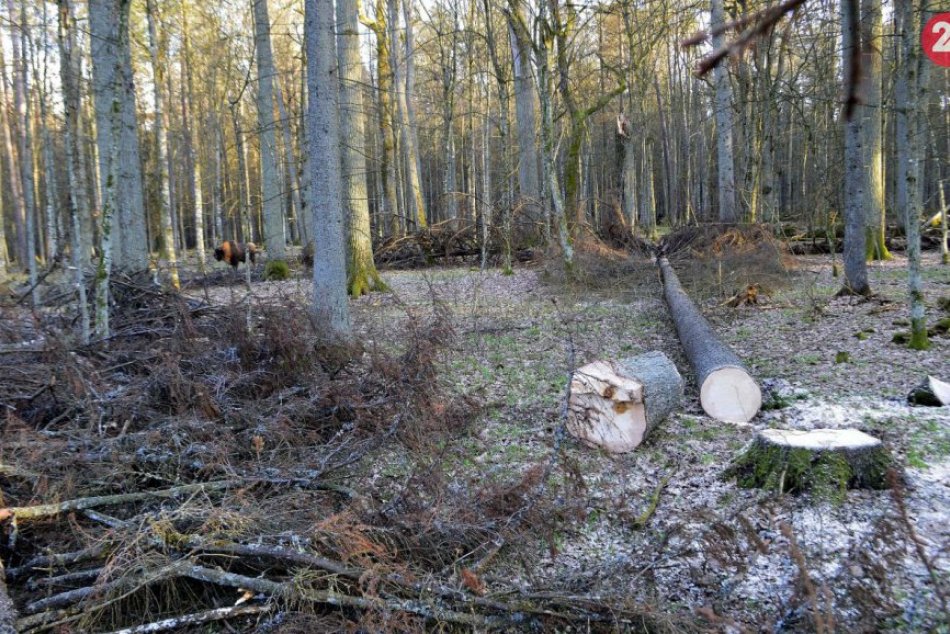 Ilustračný obrázok k článku Žilinská radnica: Vyše 100 stromov v lesoparku napadol lykožrút, ideme ich spíliť