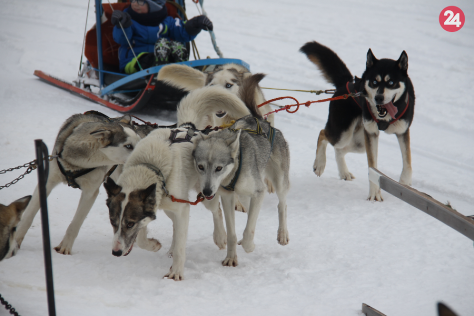 Ilustračný obrázok k článku Obľúbené zábavné podujatie je tu opäť: Snežné psy v Tatrách budú ZDARMA + program