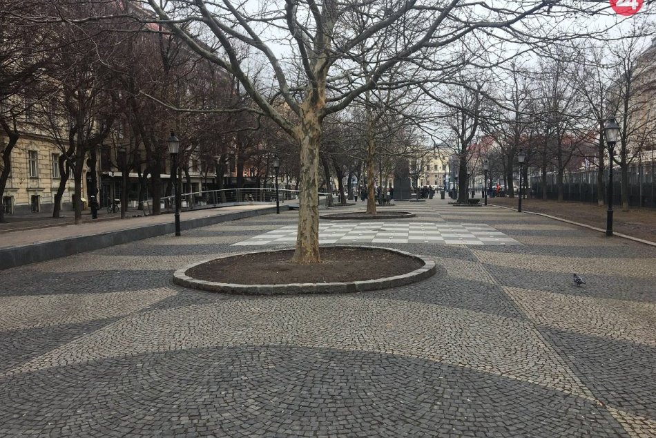 Ilustračný obrázok k článku Na stromoch v centre Bratislavy pribudli ŠPECIÁLNE štítky. Čo všetko sa z nich dozviete?