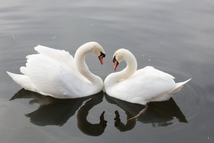 Ilustračný obrázok k článku Vtáky Valentína neoslavujú, no i tak prejavujú náklonnosť samičkám
