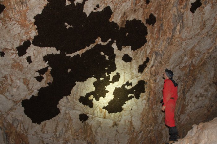 Ilustračný obrázok k článku V Slovenskom krase opäť prebieha zimné sčítanie netopierov. Turisti zničili už 160 kolónií