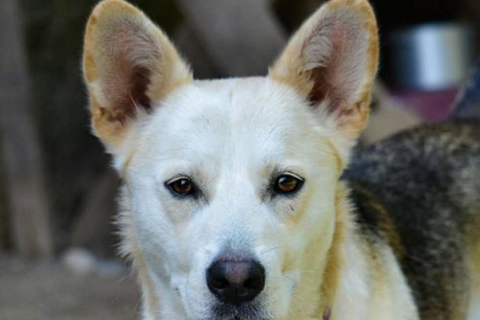 Ilustračný obrázok k článku Chlpáči z rožňavského útulku: Pozrite tie smutné pohľady, FOTO