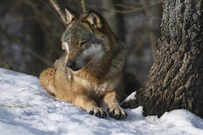 Ilustračný obrázok k článku Poľovnícka prehliadka so zvláštnosťou: Uvidíme aj trofej lutilského vlka