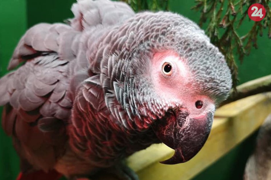 Ilustračný obrázok k článku SVET O SLOVENSKU: Stratený papagáj sa našiel, lebo spoznal slovenčinu