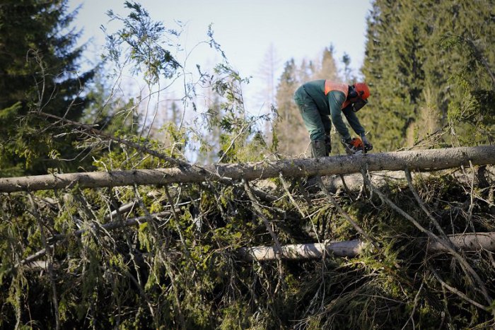Ilustračný obrázok k článku Mimoriadna situácia v Ždiari: Popadané stromy a nielen to!