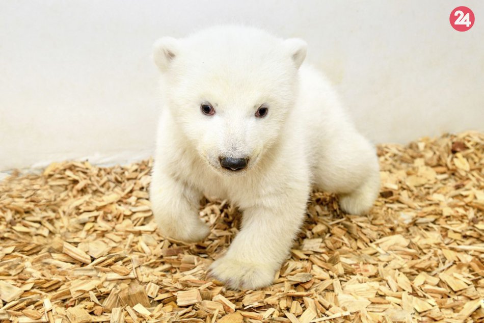 Ilustračný obrázok k článku KURIOZITA DŇA: V zoo ukázali rozkošné mláďa polárnej medvedice
