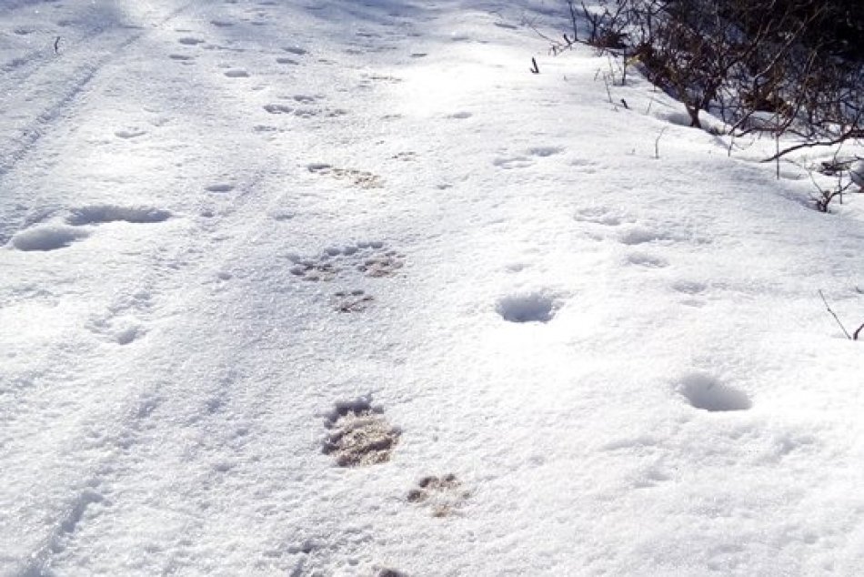 Ilustračný obrázok k článku Zimný monitoring veľkých šeliem v Slovenskom krase: Kde bola zistená prítomnosť rysa? FOTO