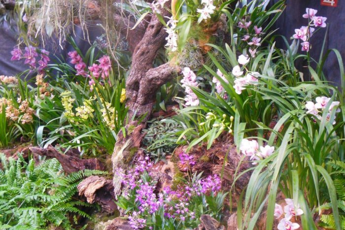 Ilustračný obrázok k článku Viac ako tisíc kusov orchideí ponúka výstava v botanickej záhrade