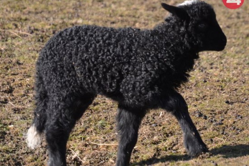 Ilustračný obrázok k článku FOTO: Blíži sa jar, v zoo sa narodili prvé jahniatka