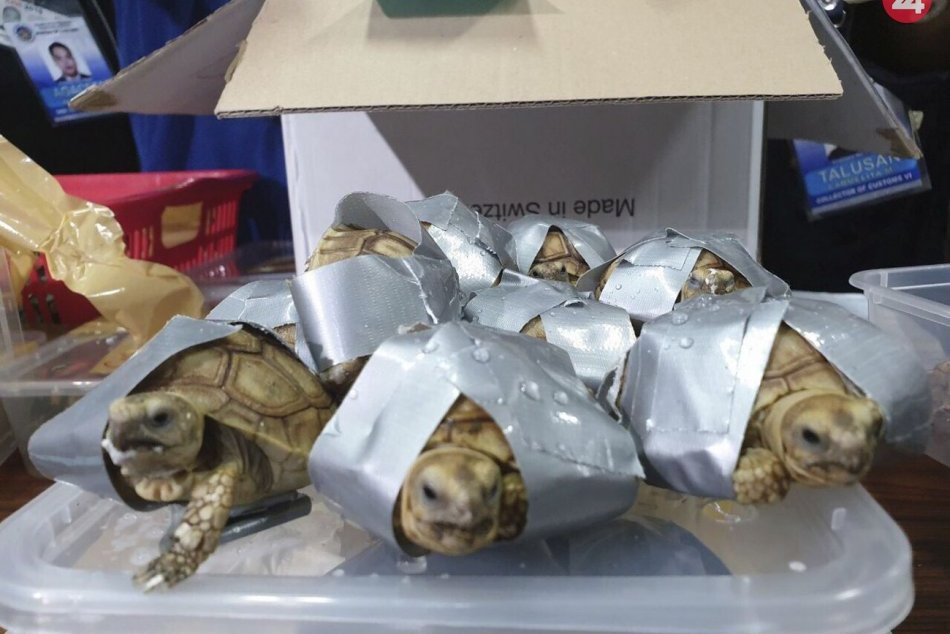 Ilustračný obrázok k článku Obrovský úlovok: V batožine na letisku objavili 1500 malých pašovaných korytnačiek