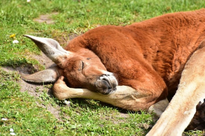Ilustračný obrázok k článku KURIOZITA DŇA: Samca kengury červenej odoslala bojnická zoo do Francúzska