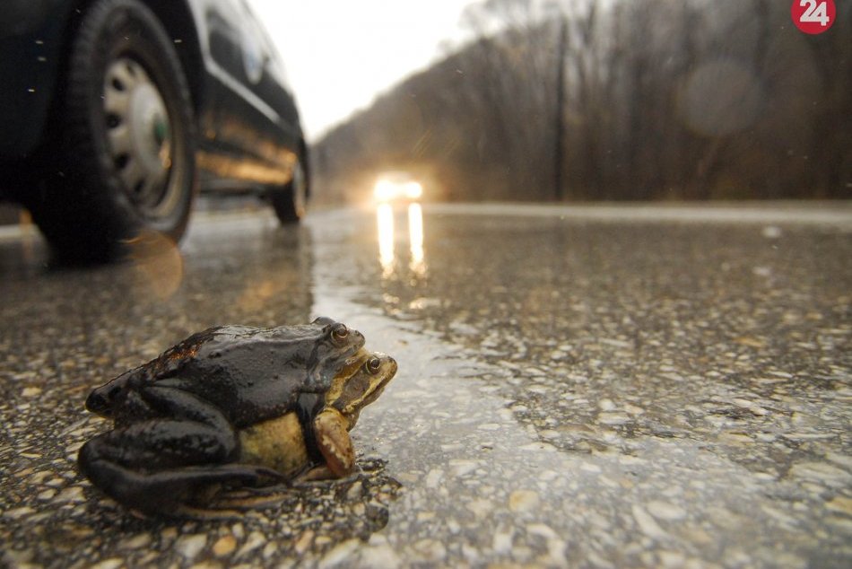 Ilustračný obrázok k článku Ochranári z NAPANT-u prosia vodičov o opatrnosť: Pod Starými Horami migrujú žaby