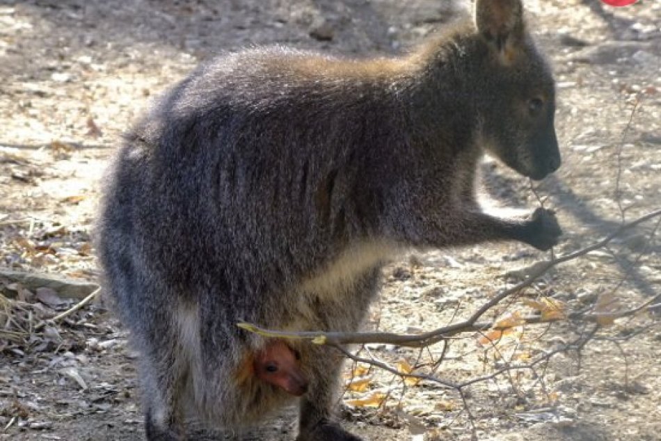 Ilustračný obrázok k článku Po 28 rokoch sa v košickej zoo narodilo mláďa kengury červenokrkej