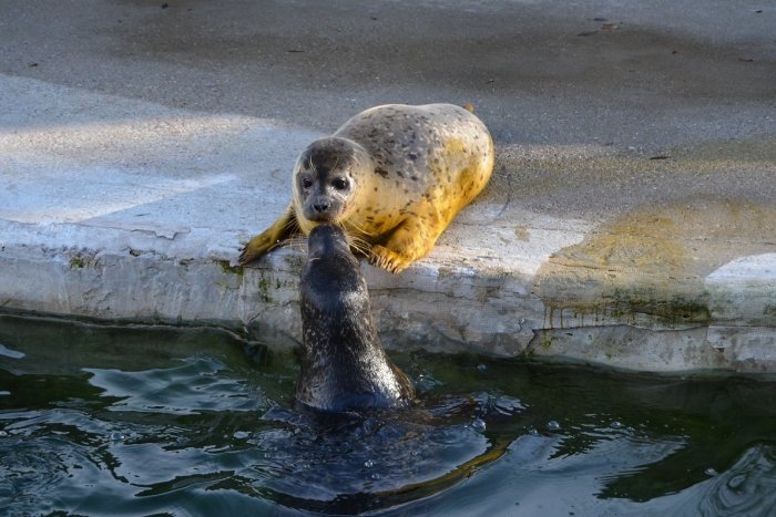 Ilustračný obrázok k článku V zoo oslávia Medzinárodný deň tuleňov. Príďte na komentované kŕmenie