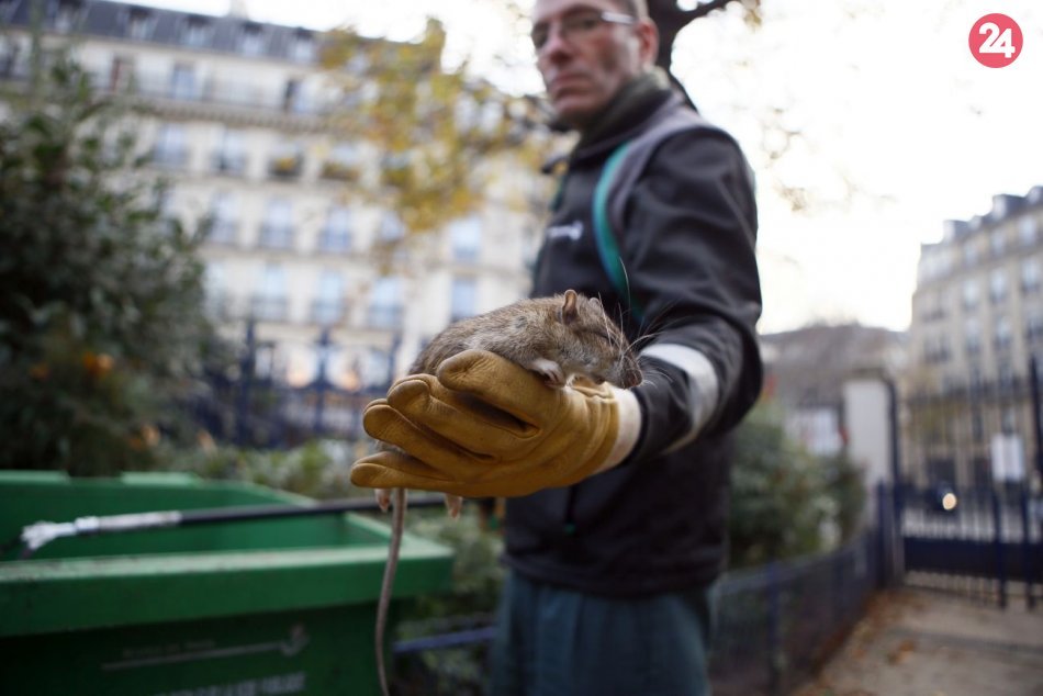 Ilustračný obrázok k článku Premnožené potkany a iné hlodavce? Metropola Zemplína deratizuje!