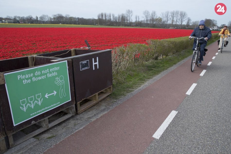 Ilustračný obrázok k článku Holandskí farmári prosia turistov: Nešliapte nám po tulipánoch!