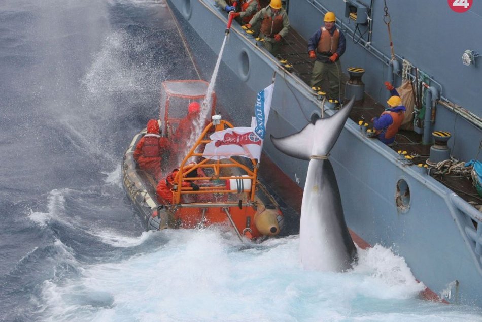 Ilustračný obrázok k článku Čelia medzinárodnej kritike: Japonskí veľrybári ulovili v okolí Antarktídy 333 veľrýb