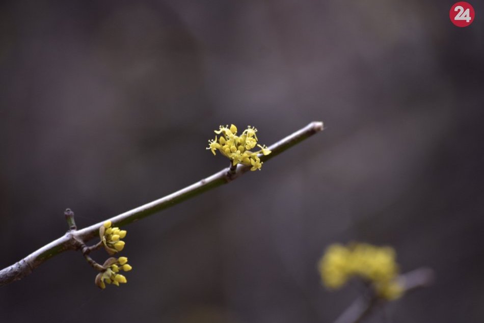 Ilustračný obrázok k článku FOTO: Príroda v Košickom kraji sa prebúdza, vychutnajte si jarný závan energie