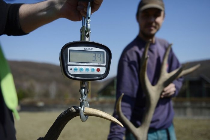 Ilustračný obrázok k článku KURIOZITA DŇA: Erik zhodil parohy tento rok skôr, vážili 7 kilogramov