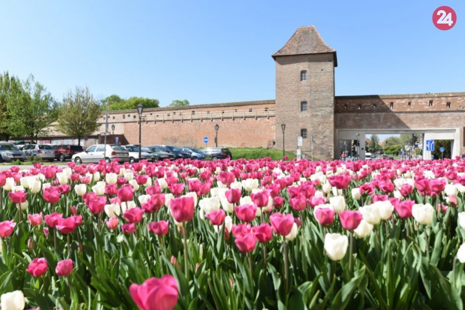 Ilustračný obrázok k článku Trnavu navštívi holandský veľvyslanec: Na pláne je seminár i polievanie tulipánov