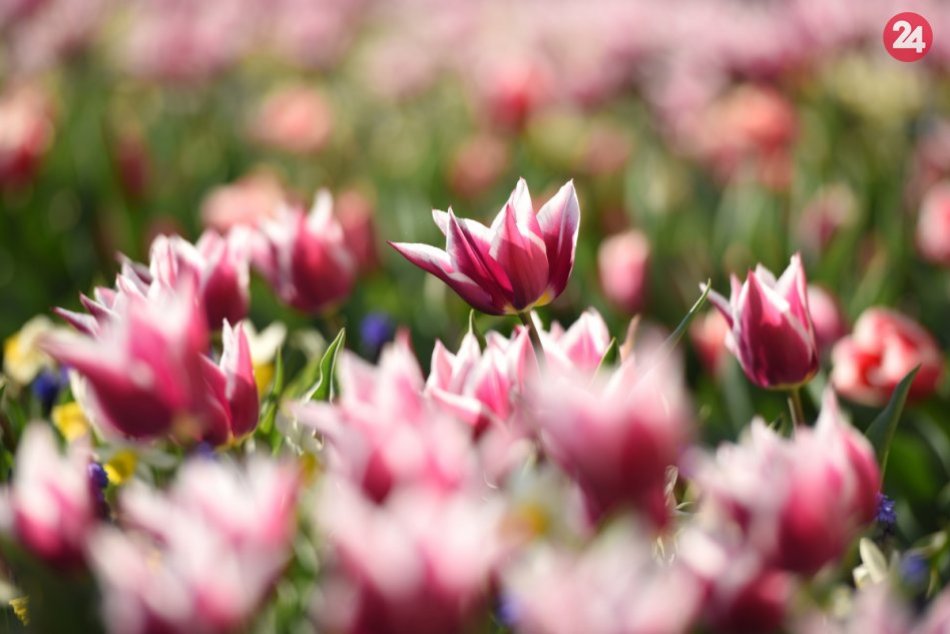 Ilustračný obrázok k článku Pozrite tú krásu: Mesto zdobí novovyšľachtená odroda tulipánov, FOTO