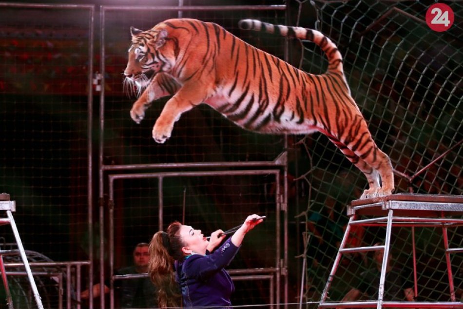Ilustračný obrázok k článku Cirkusy so zvieratami zrejme dostanú stopku: Ako reagujú poslanci Nových Zámkov?