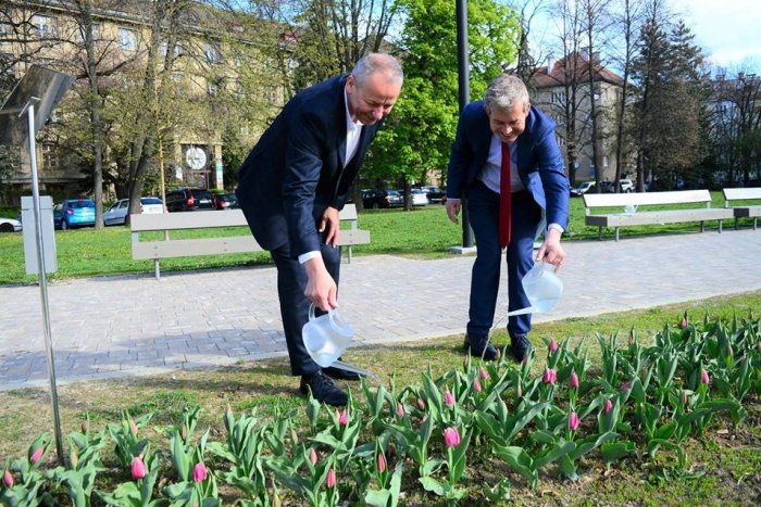 Ilustračný obrázok k článku V obleku a s krhlou. Bystrický primátor v parku polieval tulipány