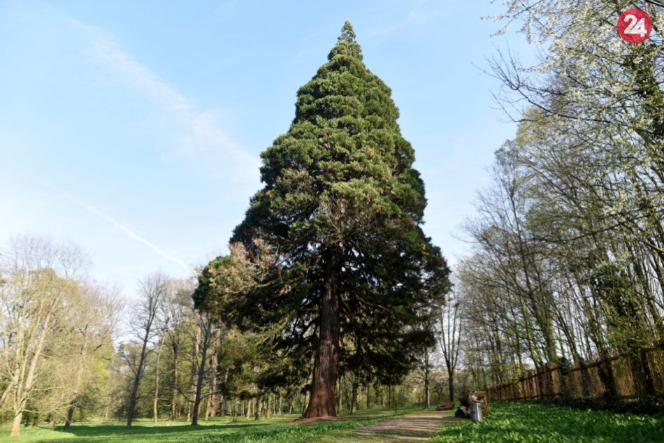 Ilustračný obrázok k článku Hľadá sa strom roka 2019: V hre sú štyria adepti z Trnavského kraja