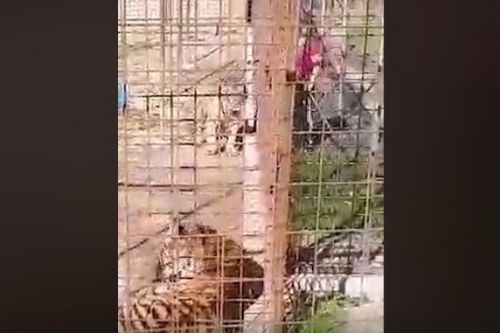 Ilustračný obrázok k článku Hrozivé autentické VIDEO: V Žiline tiger uhryzol ženu (29)