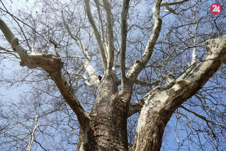 Ilustračný obrázok k článku Zdravotný stav stromov v mikulášskych parkoch budú preverovať