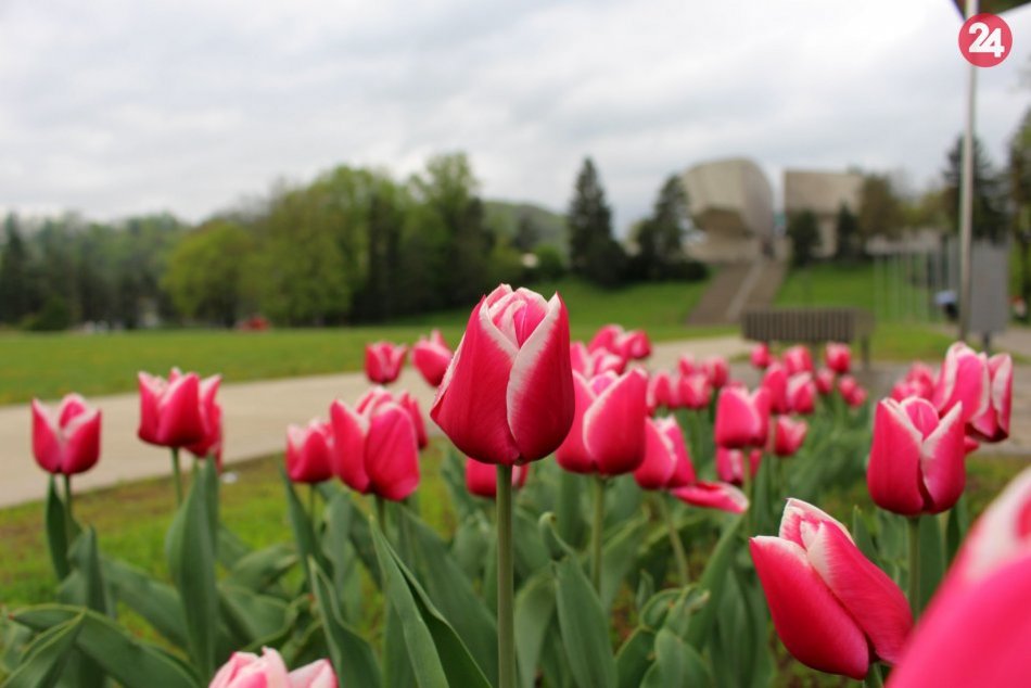 Ilustračný obrázok k článku Nádhera v bystrickom parku. Pohľady ľudí púta 1000 kvitnúcich tulipánov, FOTO