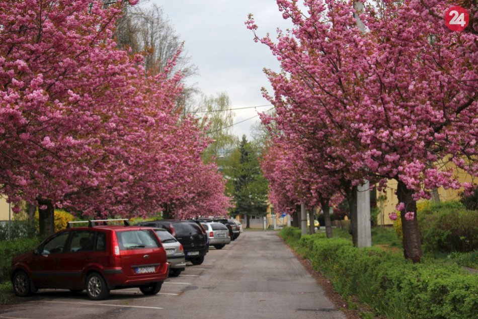 Ilustračný obrázok k článku Najružovejšia ulica v Bystrici? Pozrite na tú kvitnúcu krásu, FOTO
