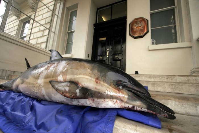 Ilustračný obrázok k článku Rekordné počty: Na francúzskom atlantickom pobreží vyplavilo množstvo mŕtvych delfínov