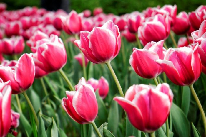 Ilustračný obrázok k článku Naozajstná pastva pre oči v centre Prešova: Zakvitlo tam 1000 holandských tulipánov