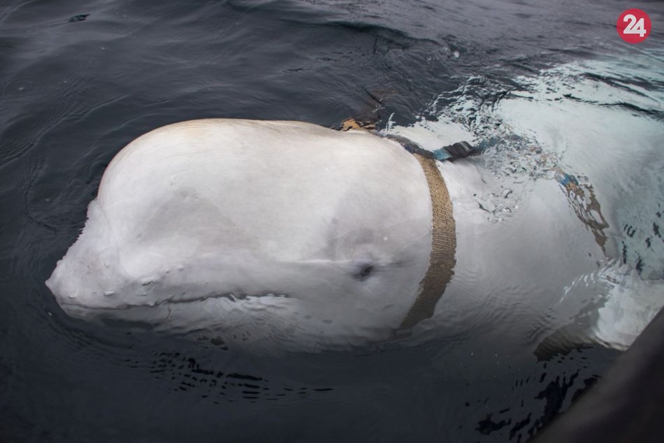 Ilustračný obrázok k článku Nórski rybári narazili na veľrybu, ktorá pravdepodobne prešla ruským vojenským výcvikom
