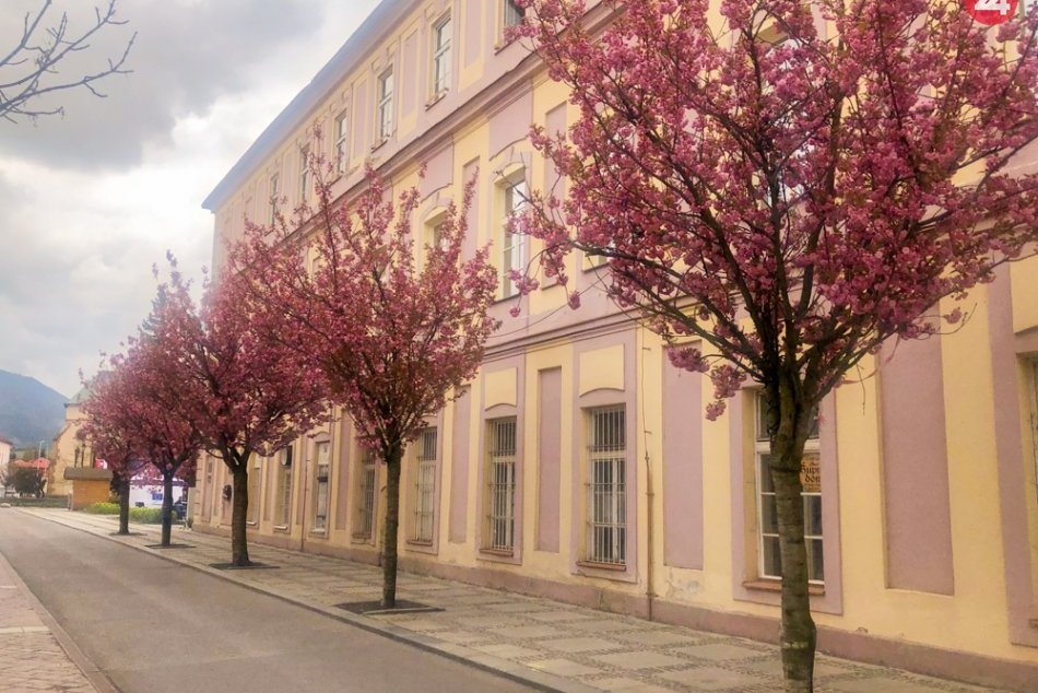 Ilustračný obrázok k článku Najružovejšia ulica v Mikuláši? Pozrite na tú kvitnúcu krásu, FOTO a VIDEO