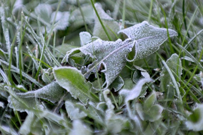 Ilustračný obrázok k článku Počasie poriadne potrápi prírodu: V okrese Lučenec je výstraha pred prízemným mrazom