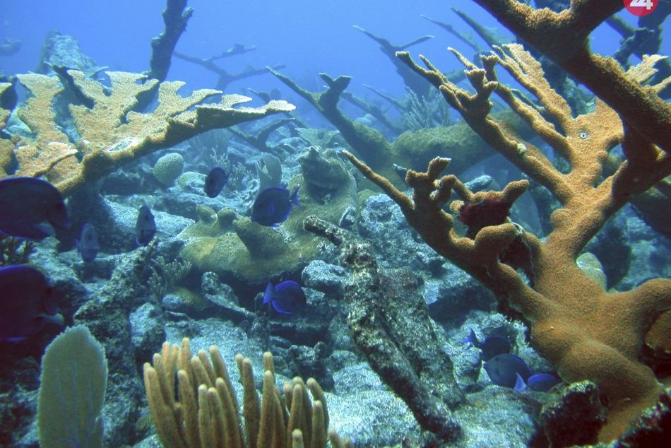 Ilustračný obrázok k článku Odborníci bijú na poplach: Vyhynutie hrozí až miliónu druhov živočíchov a rastlín