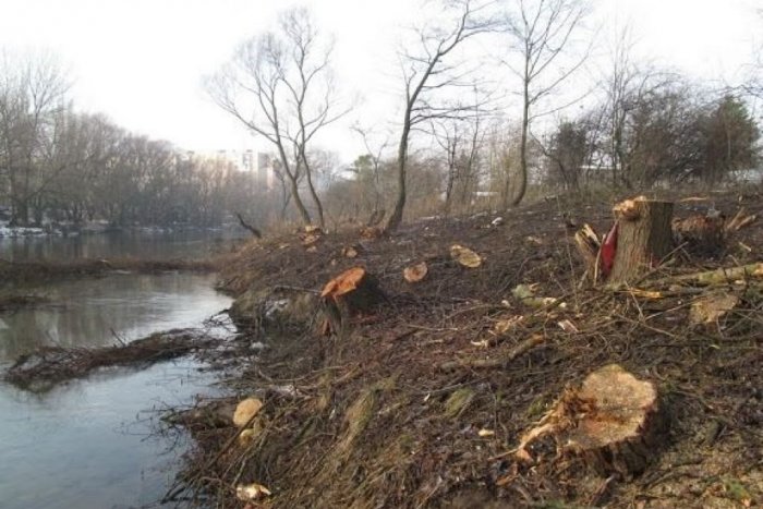 Ilustračný obrázok k článku Ochranári zasiahli proti výrubu stromov pri Hornáde. Je zastavený