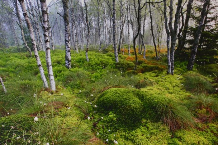Ilustračný obrázok k článku Alergikov trápi peľová sezóna brezy: Tento rok trvá dlhšie