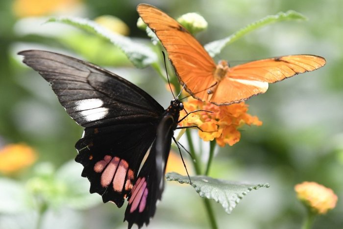 Ilustračný obrázok k článku Bojnická zoo opäť láka: Otvorili záhradu s desiatkami druhov exotických motýľov