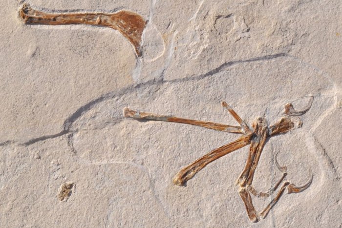 Ilustračný obrázok k článku Vedci objavili pozostatky nového druhu dinosaura: Lietal a podobal sa na vtáky