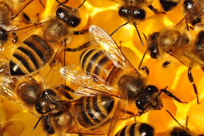 Ilustračný obrázok k článku Musel spáliť úle aj s včelstvami! Pri Košiciach sa vyskytol mor včelieho plodu