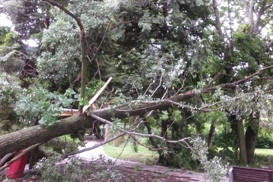 Ilustračný obrázok k článku Počasiu padli za obeť ďalšie stromy: Spúšť v mestskom parku v Nitre, FOTO