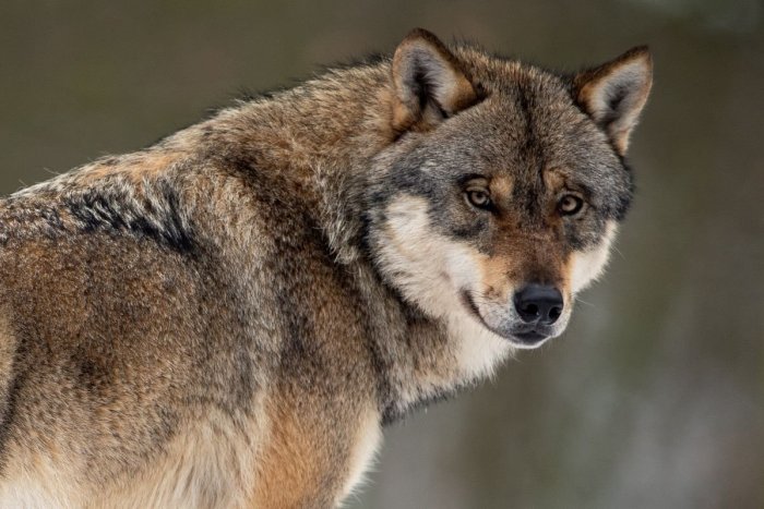 Ilustračný obrázok k článku Unikátne VIDEO len pre silné povahy: Útok vlka priamo v Hornom Smokovci