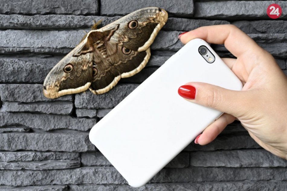 Ilustračný obrázok k článku KURIOZITA DŇA: Najväčší slovenský motýľ môže mať rozpätie krídel až 20 cm