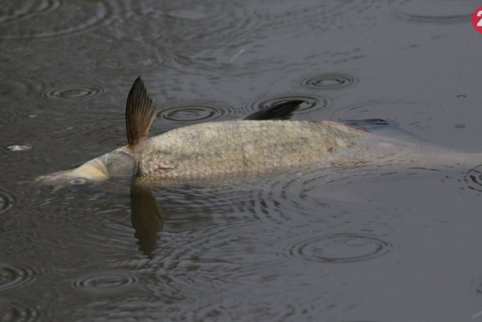 Ilustračný obrázok k článku Úhynom rýb v Hornáde sa zaoberajú aj enviropolicajti. Čo ich zabilo?