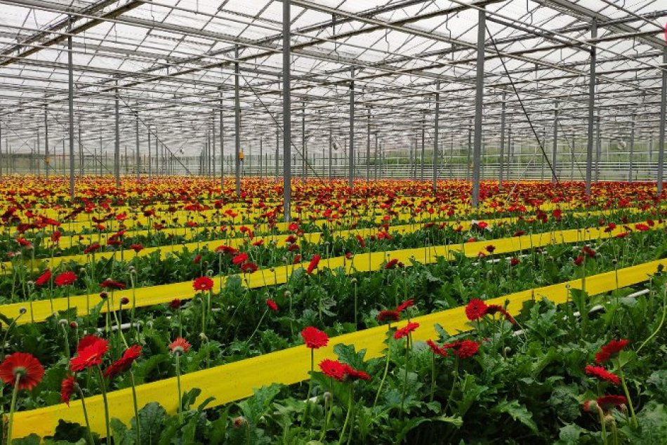 Ilustračný obrázok k článku Unikátna Podhájska: Termálne pramene sa starajú o rekordnú produkciu kvetín