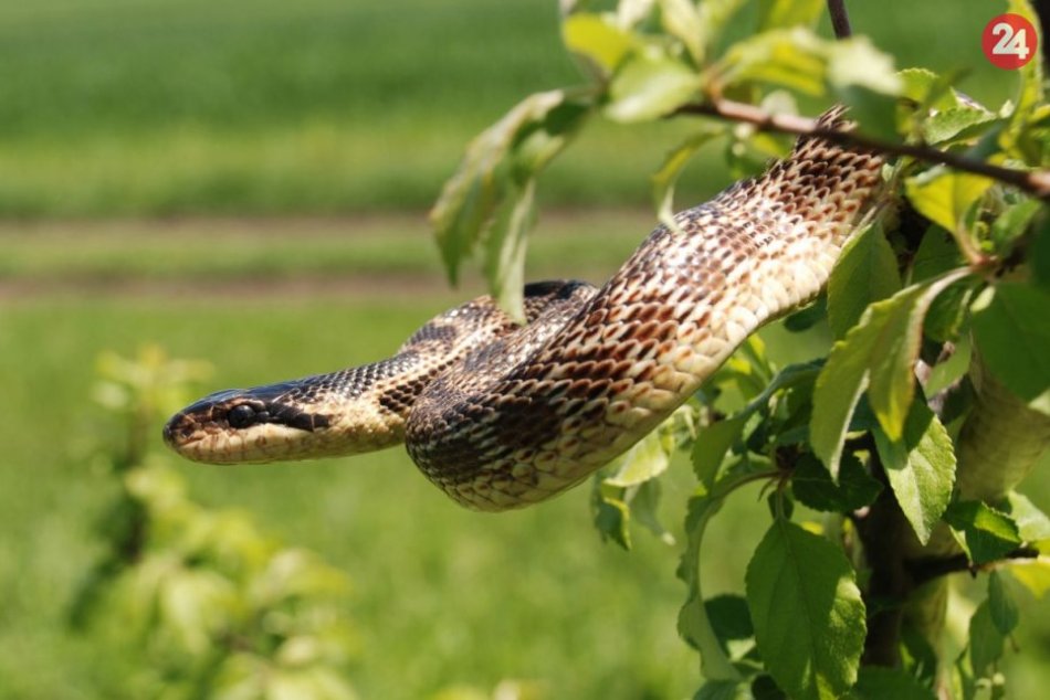 Ilustračný obrázok k článku Slovenskí vedci objavili nový druh hada: Nazvali ho po dávno zabudnutom kráľovstve